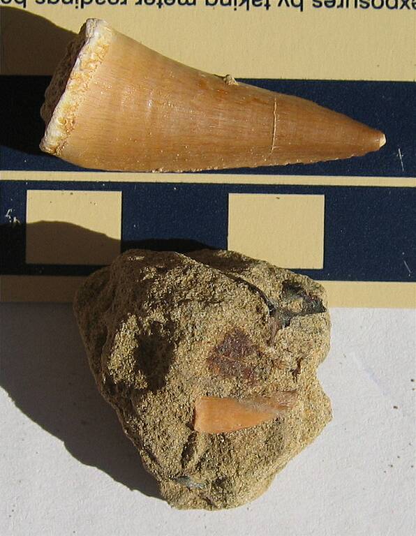 Tooth (marine reptile?)\nShown with Moroccan mosasaur tooth (above).\nDonated to DMNS 9/14/06