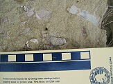 Other fossils found, but NOT collected.