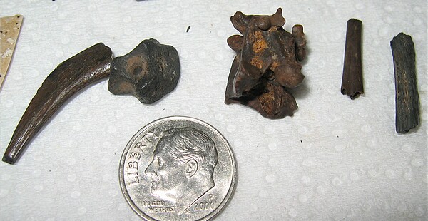 Drum fish tooth (2nd from left), snake vertebra (3rd from left)
