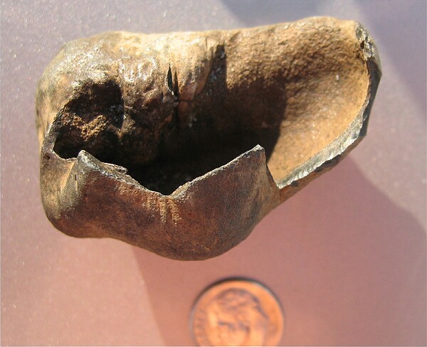 Whale inner ear bone.\nTympanic Bulla.\nRon Seavey specimen.