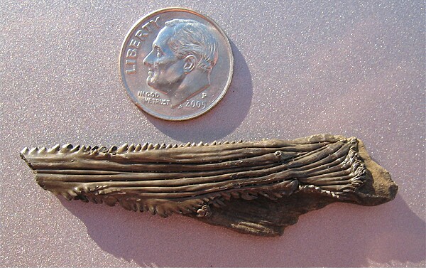 Sting ray barb.\nRon Seavey specimen.