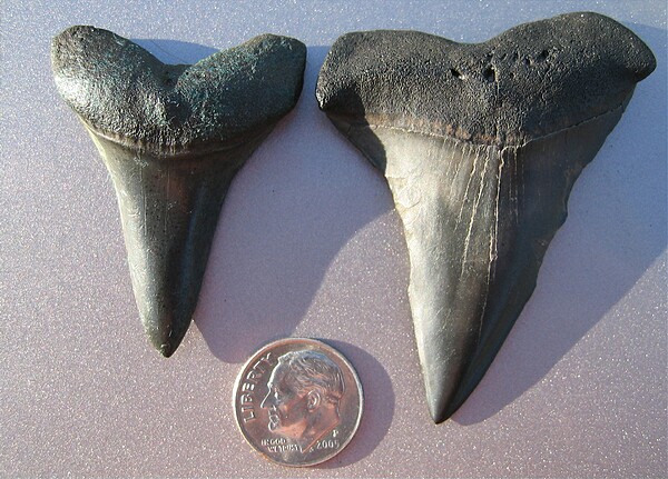 Mako shark teeth.\nRon Seavey specimens.