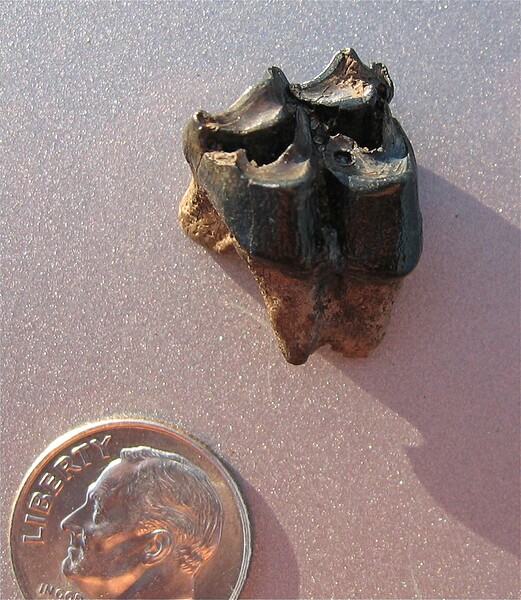 Unknown mammal tooth.\nRon Seavey specimen.