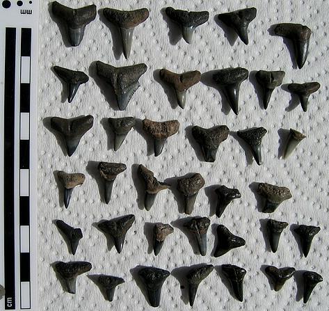 Fossil Shark Teeth Chart