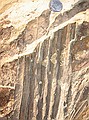 Notice relatively thin layers of sediments with palm on top and other leaves at various levels below, less than 1/2 inch thick.