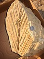 Center portion of a large fossil palm.