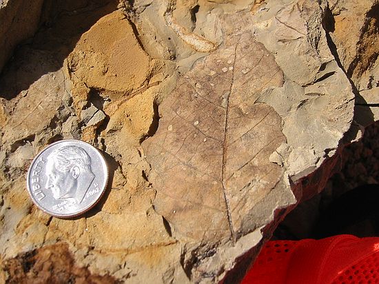 It's difficult digging in the Laramie formation because the matrix rarely splits along the leaf plane.  This was a rare exception.