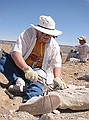Shirley Alvarez being, "The first person to ever lay eyes on this fossil plant!" (4/22/03)
