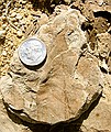 Unidentified fossil leaf. (4/22/03)