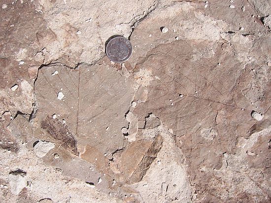 Unidentified fossil leaves. (4/22/03)