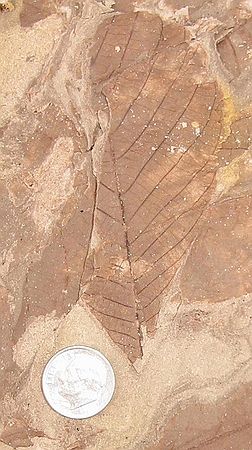 Unidentified fossil leaf. (4/22/03)
