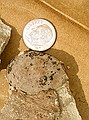 Large fossil seed, possibly from the walnut family. (4/23/03)