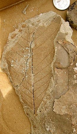 Unidentified fossil leaf & seed. (4/23/03)