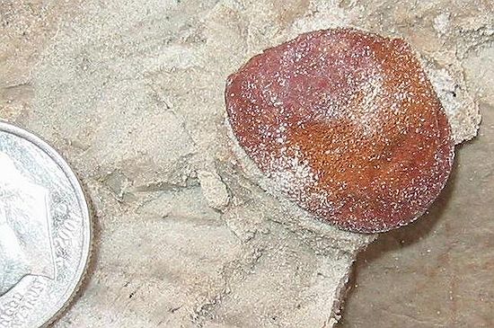 Note the red/orange color of this seed.  All other seeds found here are a tan/beige color which is almost the same as the sand color.  This seed also had a porous structure in its center. (4/23/03)