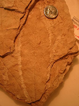 Prepped leaf from 4/25/03, Chopping at the Gap specimen.  This fossil had rock covering about 1/3 of the leaf, a simple task for an air scribe.