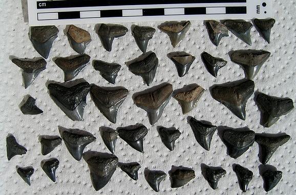 Types Of Shark Teeth Chart